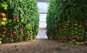 Piano Conti - Azienda agricola a Scicli