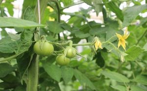 Piano Conti - Azienda agricola a Scicli