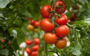 Piano Conti - Azienda agricola a Scicli