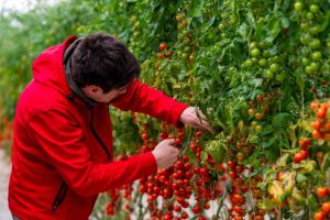 Piano Conti - Azienda agricola a Scicli