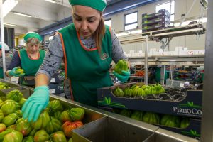 Piano Conti - Azienda agricola a Scicli