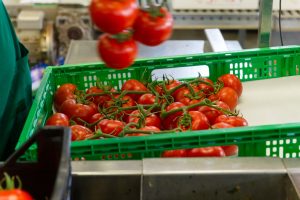 Piano Conti - Azienda agricola a Scicli