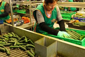 Piano Conti - Azienda agricola a Scicli