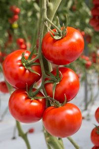 Piano Conti - Azienda agricola a Scicli